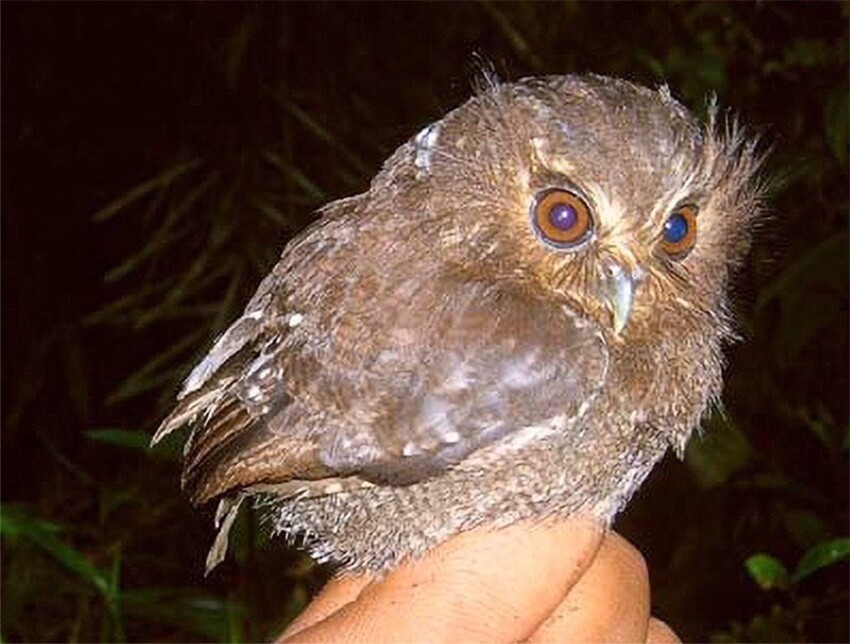 Андский бакенбардовый сычик: Даже учёные назвали эту сову странной. Редкий вид птиц, который «охраняют» индейцы