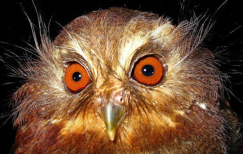 Андский бакенбардовый сычик: Даже учёные назвали эту сову странной. Редкий вид птиц, который «охраняют» индейцы