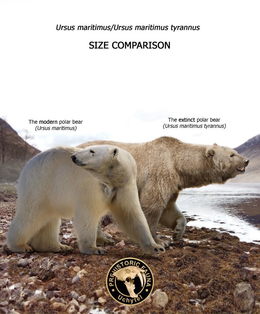 3. Современный белый медведь и вымерший гигантский белый медведь
