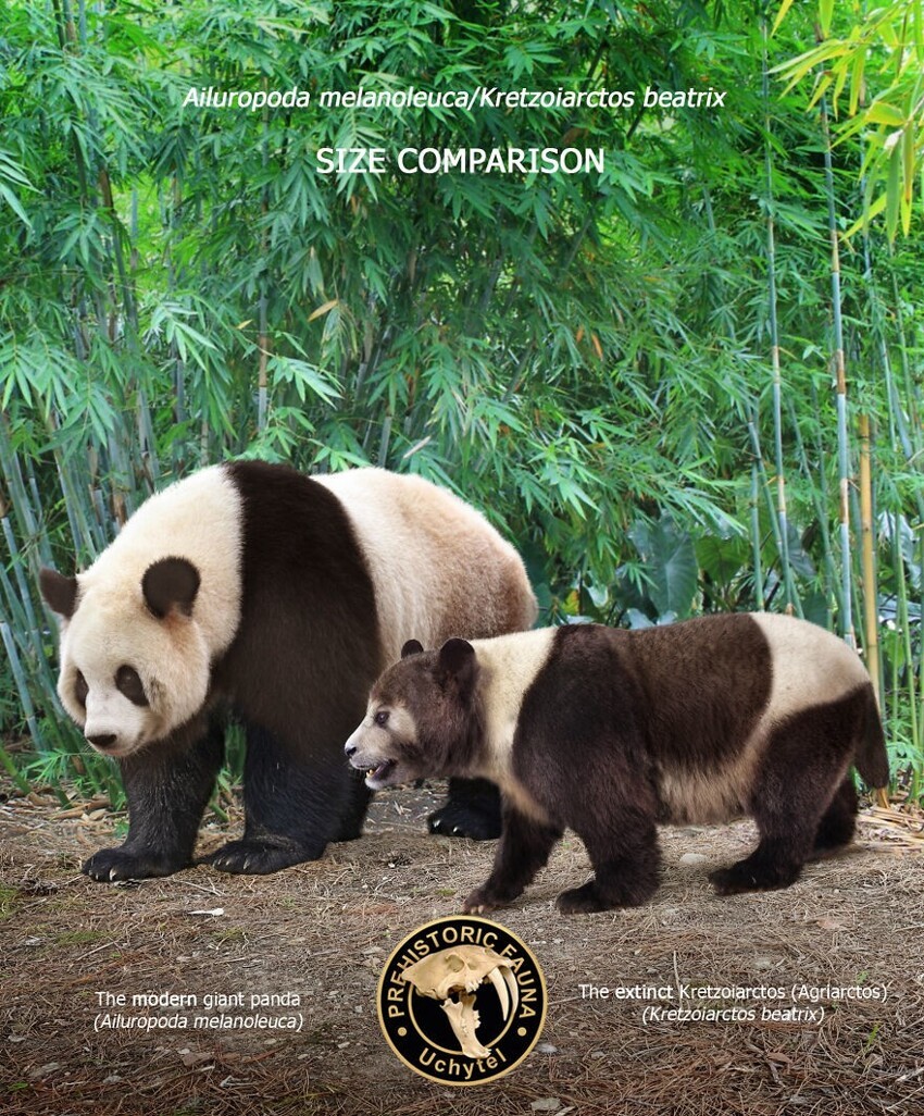 9. Современная большая панда и вымерший Kretzoiarctos