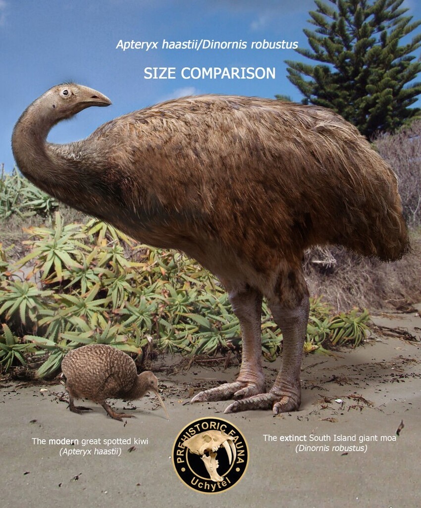4. Современный большой серый киви и вымерший большой моа (Dinornis robustus)