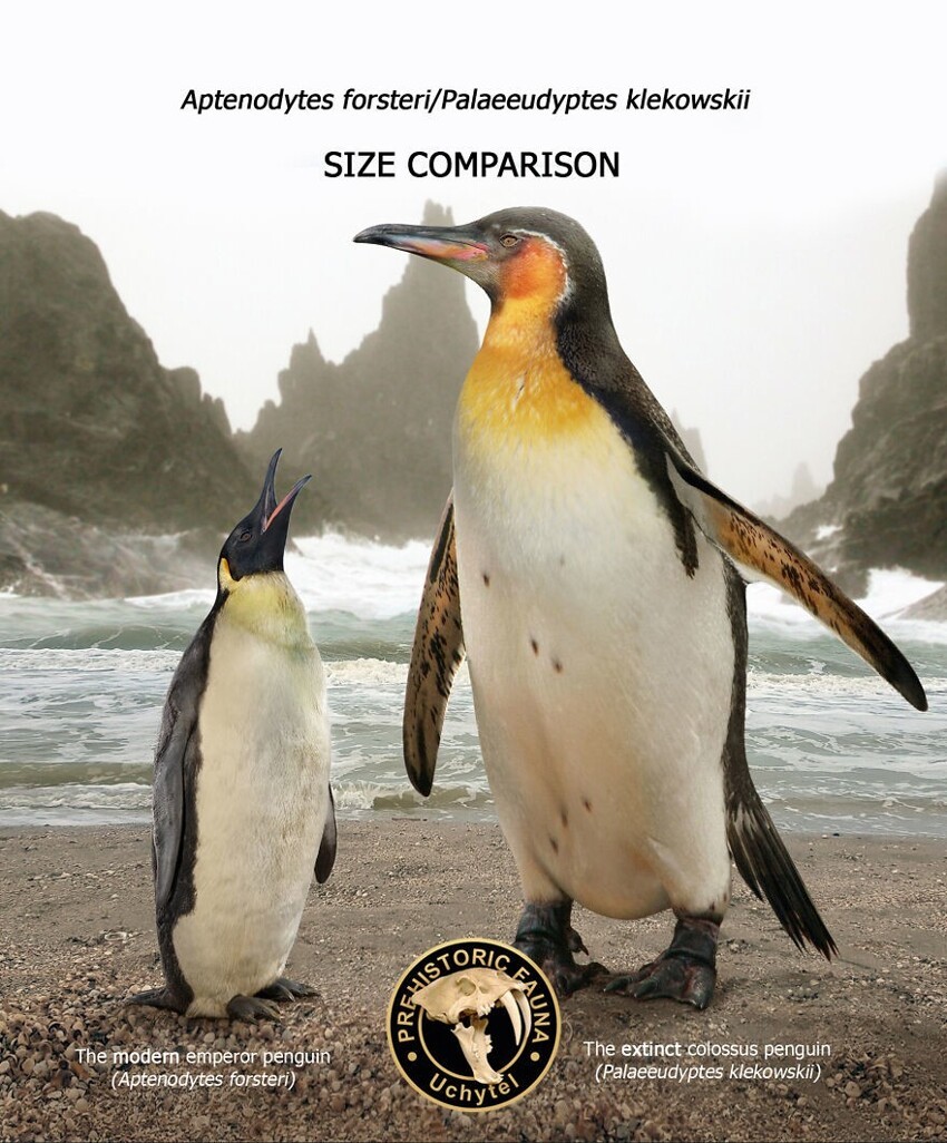 10. Современный императорский пингвин и вымерший Palaeeudyptes klekowskii