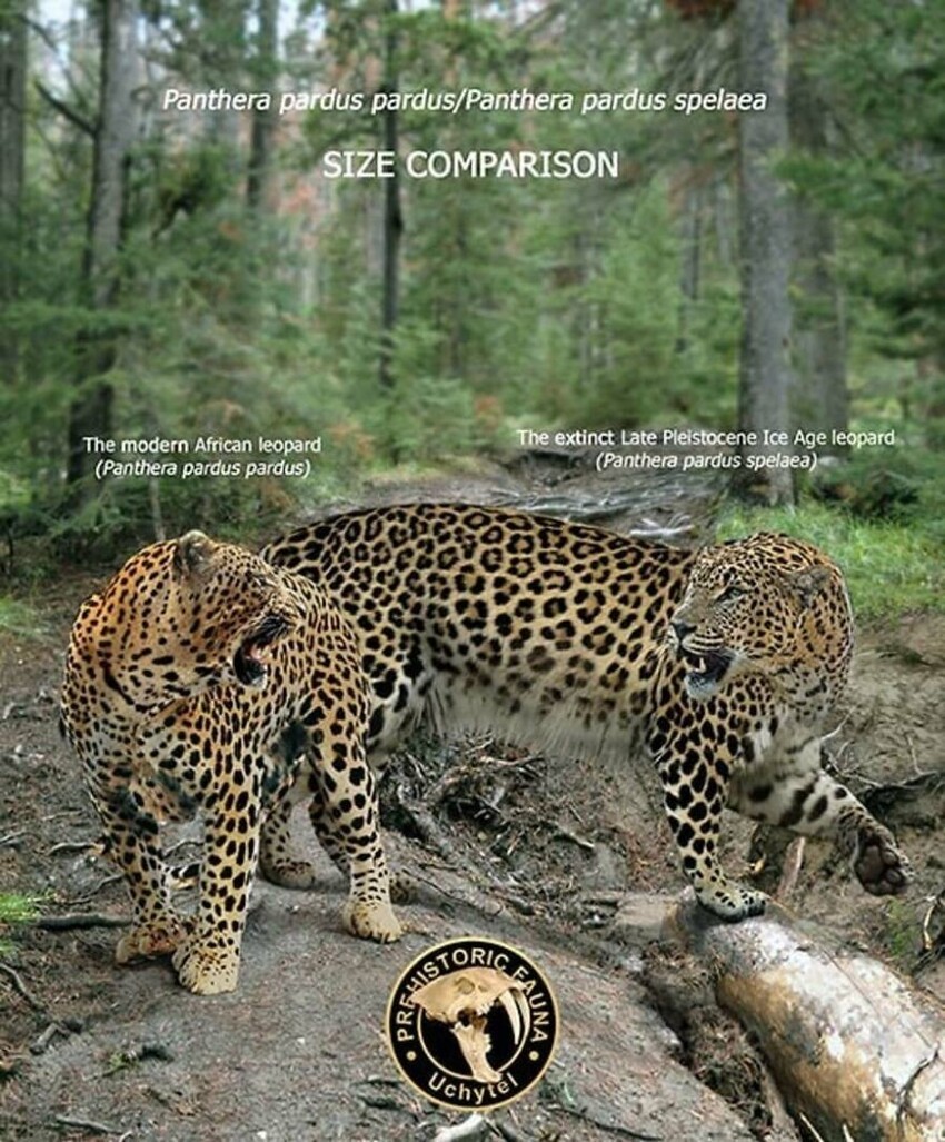 16. Современный африканский леопард и вымерший Panthera pardus spelaea