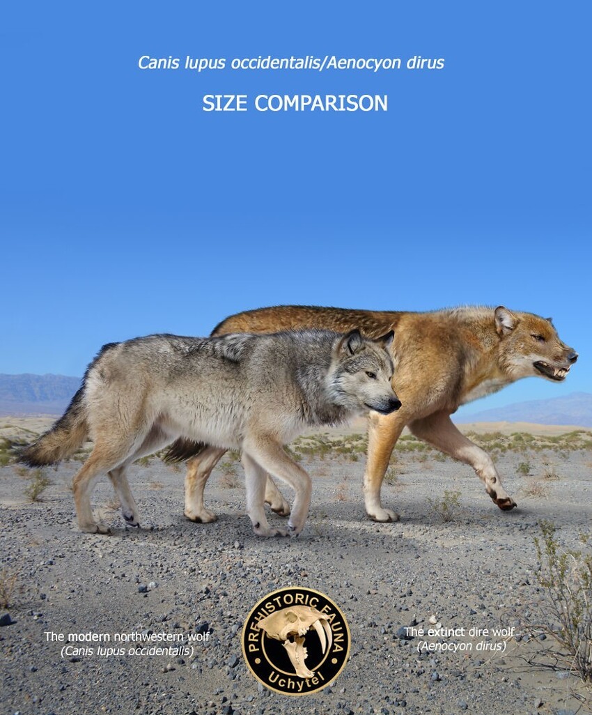 7. Современный макензийский равнинный волк и вымерший ужасный волк (Aenocyon dirus)
