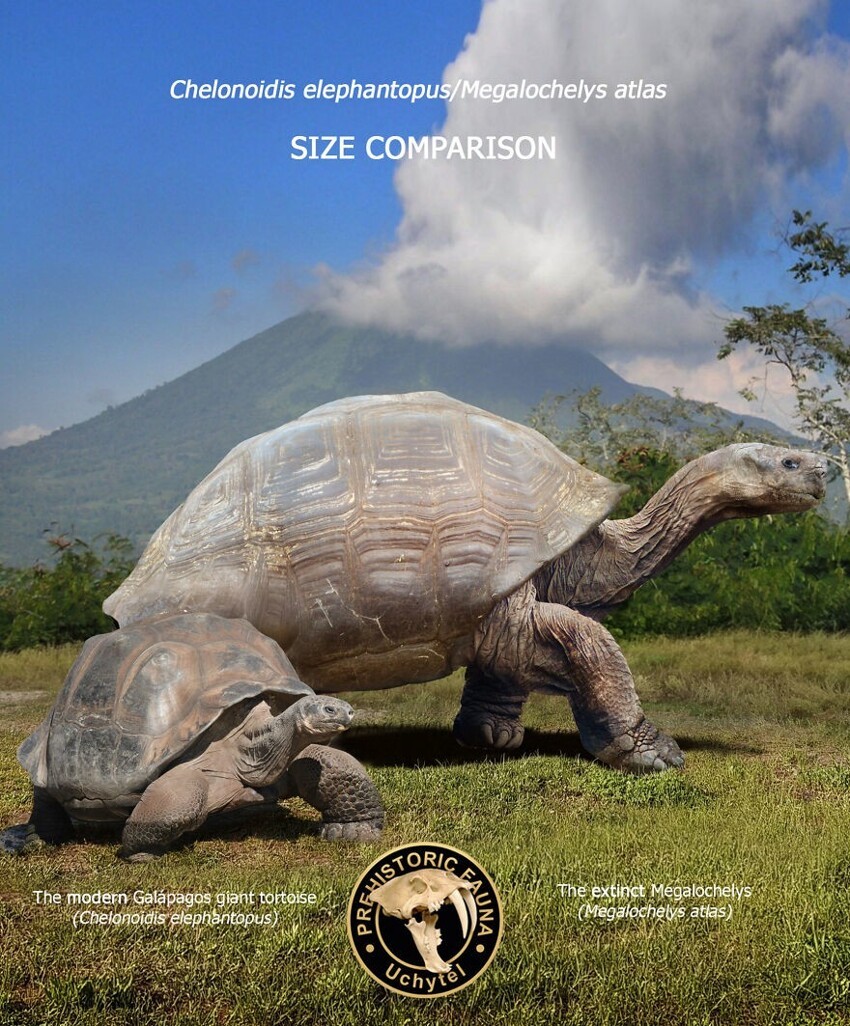 18. Современная слоновая черепаха и вымерший мегалохелис (Megalochelys atlas)