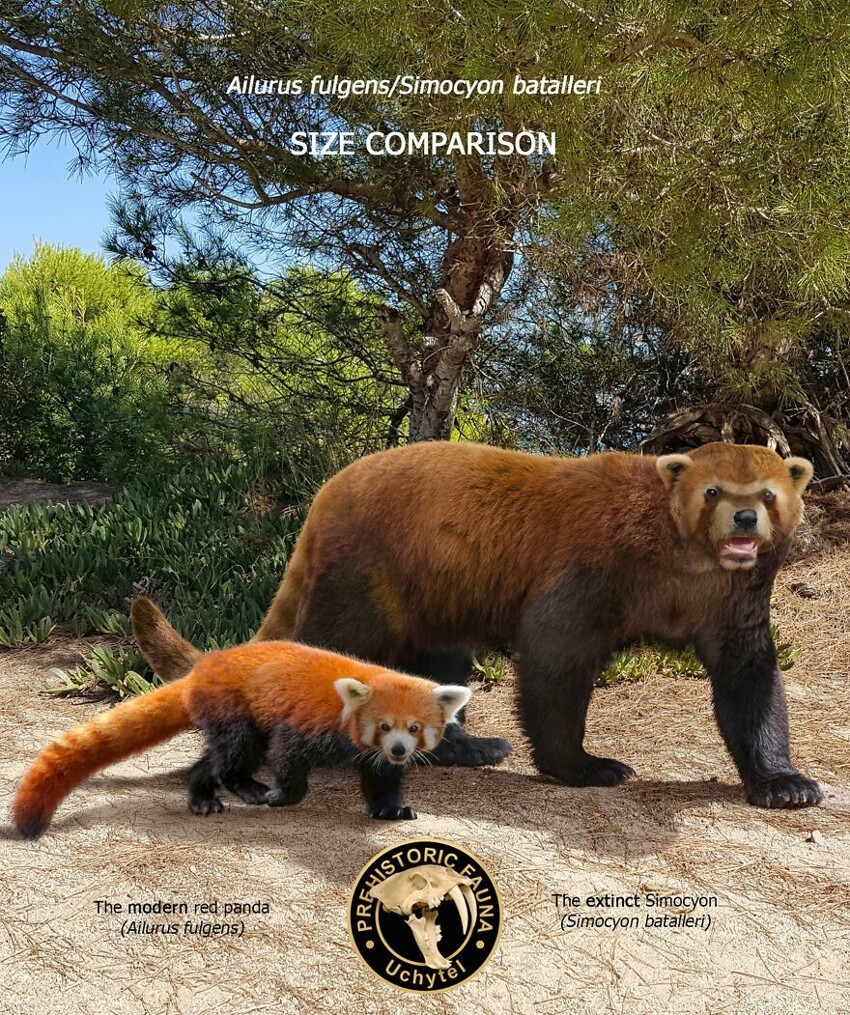 2. Современная малая (красная) панда и вымерший симоцион