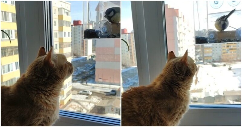 Кототелевизор: кот с большим интересом следит за птицей