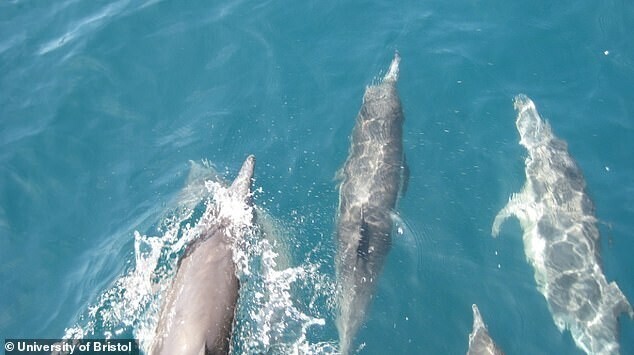Популярная биология: самцы дельфинов вступают в "социальные сети"