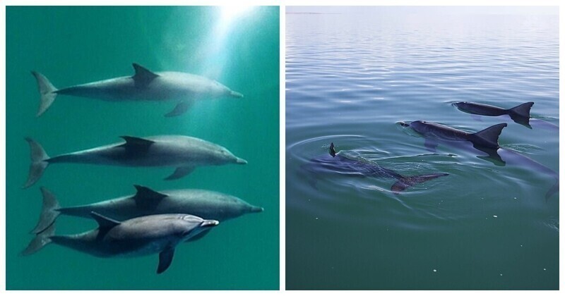 Популярная биология: самцы дельфинов вступают в "социальные сети"