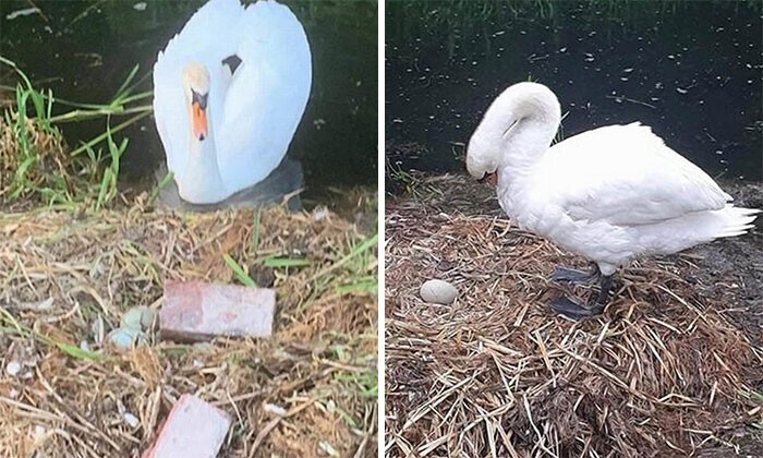 5. Лебедь умер "от разбитого сердца" после того, как подростки разрушили гнездо, где были яйца