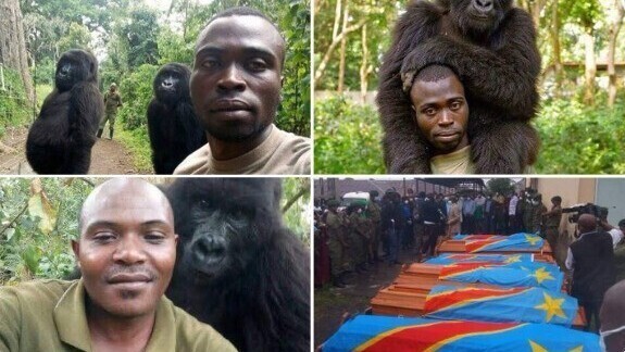 4. Парни на этих "селфи с гориллами" - рейнджеры, защитники дикой природы. Они и еще 10 рейнджеров были убиты браконьерами