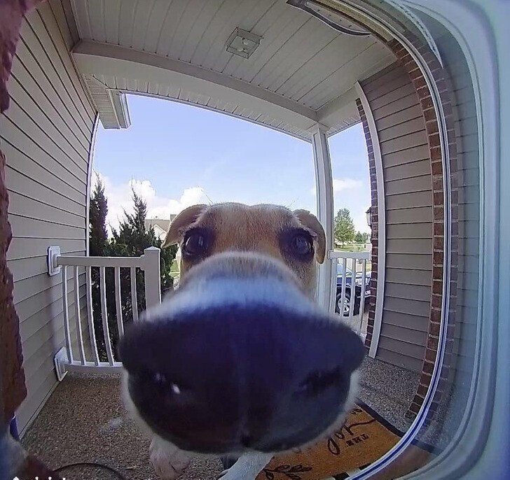 "Мой пес недавно научился использовать дверной звонок"