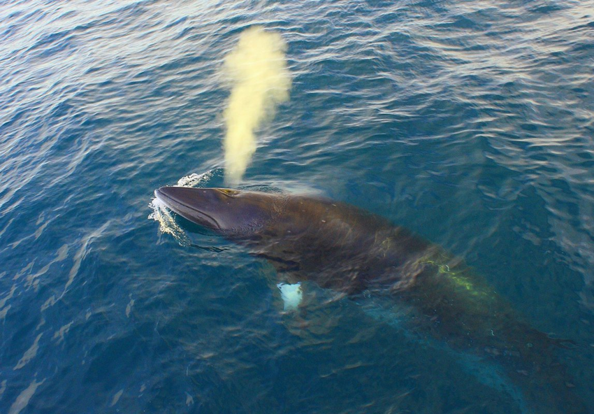 Малый полосатик: Непростая жизнь самого маленького полосатого кита. Страдает от хищников, людей и даже посторонних шумов