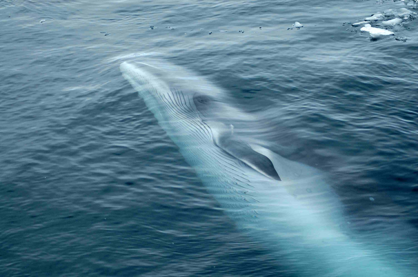 Малый полосатик: Непростая жизнь самого маленького полосатого кита. Страдает от хищников, людей и даже посторонних шумов