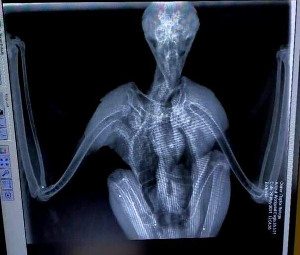 Рентген орла выглядит как-будто это пришелец