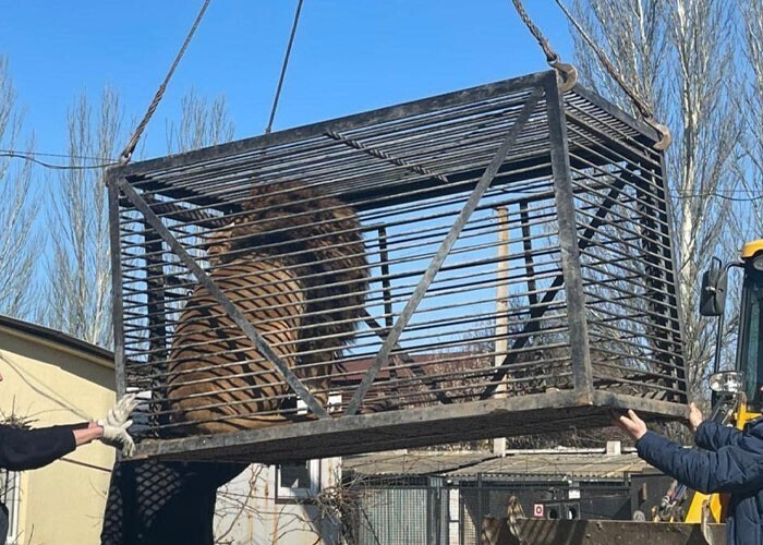 Британцы спасли зверей из украинского зоопарка