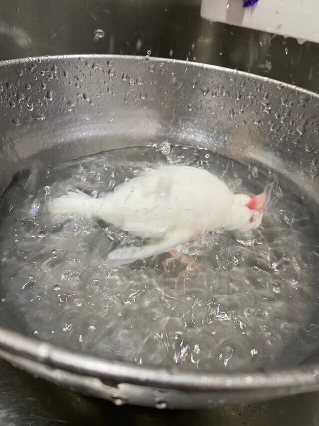 "Моя птичка принимает ванну. Но на фото кажется, что ее варят живьем"