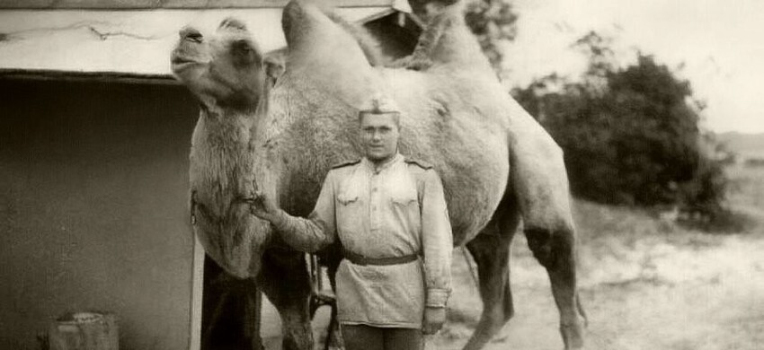 Животные на службе в Красной Армии: как верблюды Машка и Мишка до Берлина дошли