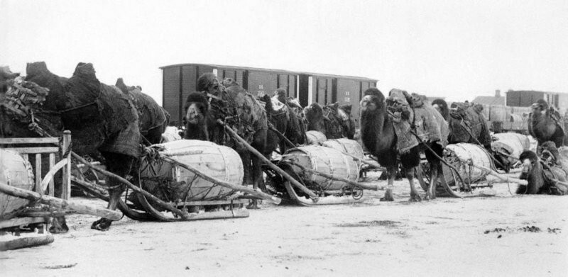 Животные на службе в Красной Армии: как верблюды Машка и Мишка до Берлина дошли