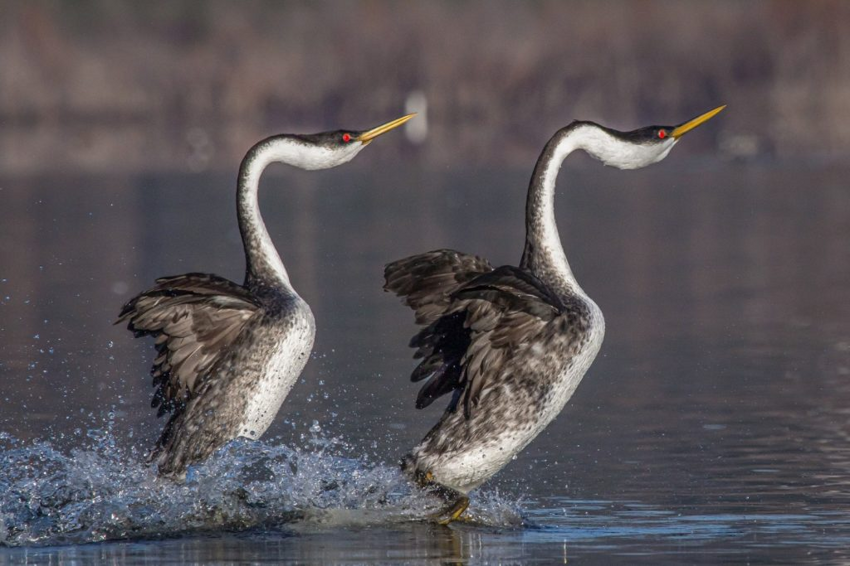 Западноамериканская поганка: Превратили водную гладь в танцпол. Как тяжёлая птица может бегать по воде и не проваливаться?