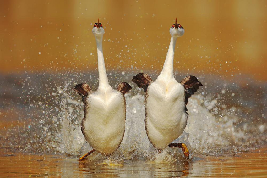 Западноамериканская поганка: Превратили водную гладь в танцпол. Как тяжёлая птица может бегать по воде и не проваливаться?
