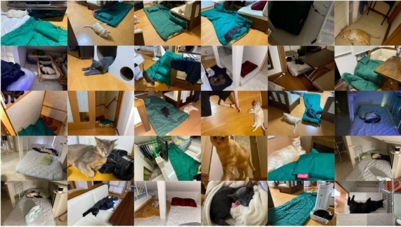 Японка 24 ночи спала там же, где её коты, чтобы выяснить, удобно ли это