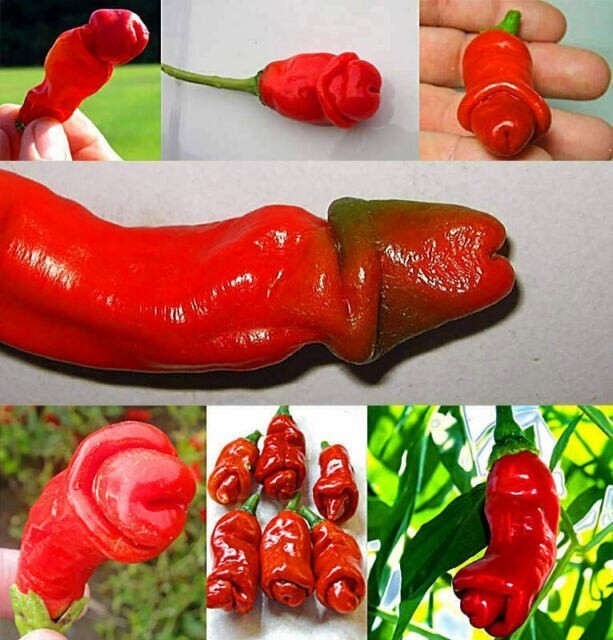 Red Peter Penis Pepper