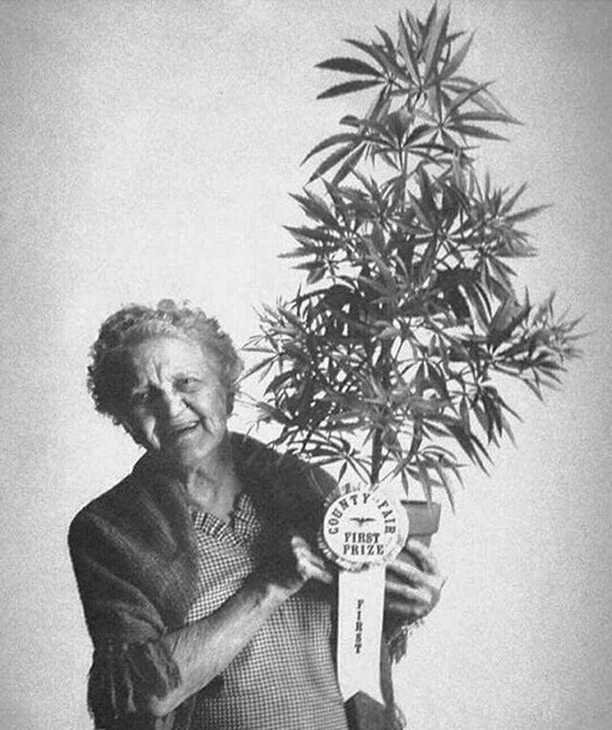 Радостная бабуля с номинацией Лучшая Марихуана в Округе , Калифорния, 1973 год