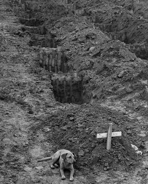 Собака по кличке Лео сидит в течение двух дней у могилы хозяина, который погиб во время оползня в Рио-де-Жанейро, 2011 год