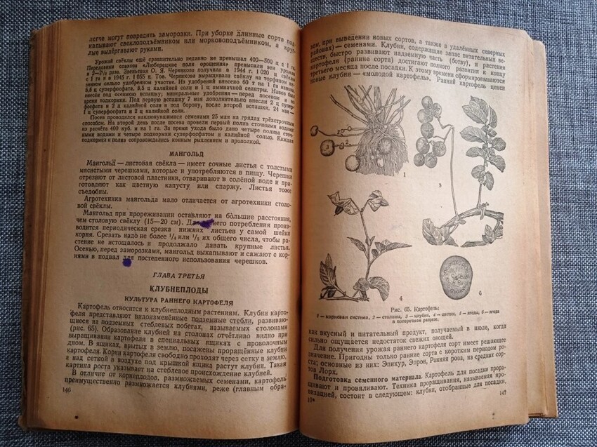 Сталинский учебник "Овощеводство" в послевоенную сталинскую пятилетку
