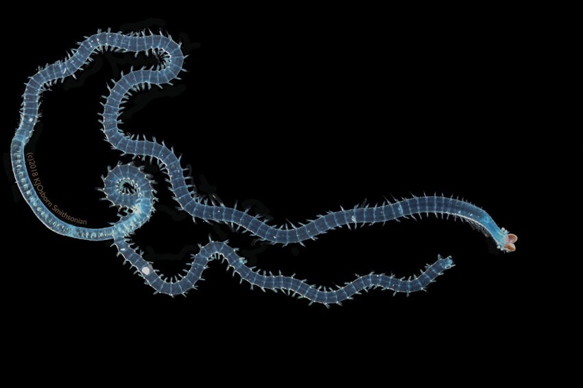 Большеглазые черви: Простейшие создания отрастили глаза, которые не уступают человеческим. Кое в чём они даже лучше