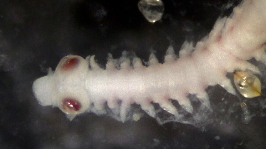 Большеглазые черви: Простейшие создания отрастили глаза, которые не уступают человеческим. Кое в чём они даже лучше