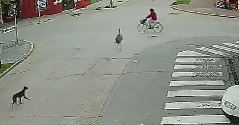 Сбежавший страус сбил женщину с велосипеда, когда он мчался улице в Аргентине