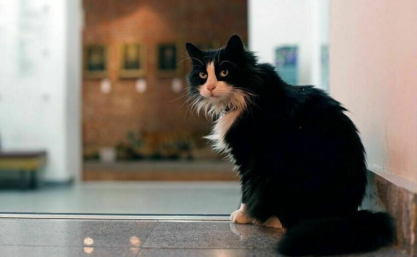 Как вышло, что кошка стала хозяйкой музея во Владивостоке