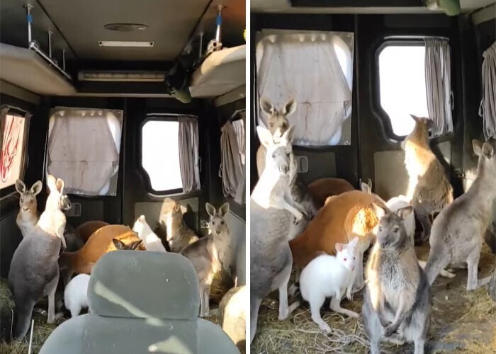 Добровольцы спасли из украинского зоопарка десятерых кенгуру