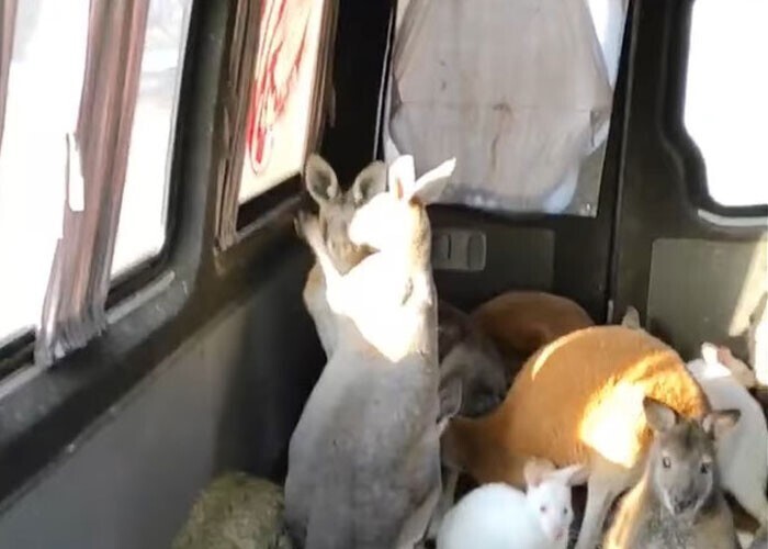 Добровольцы спасли из украинского зоопарка десятерых кенгуру