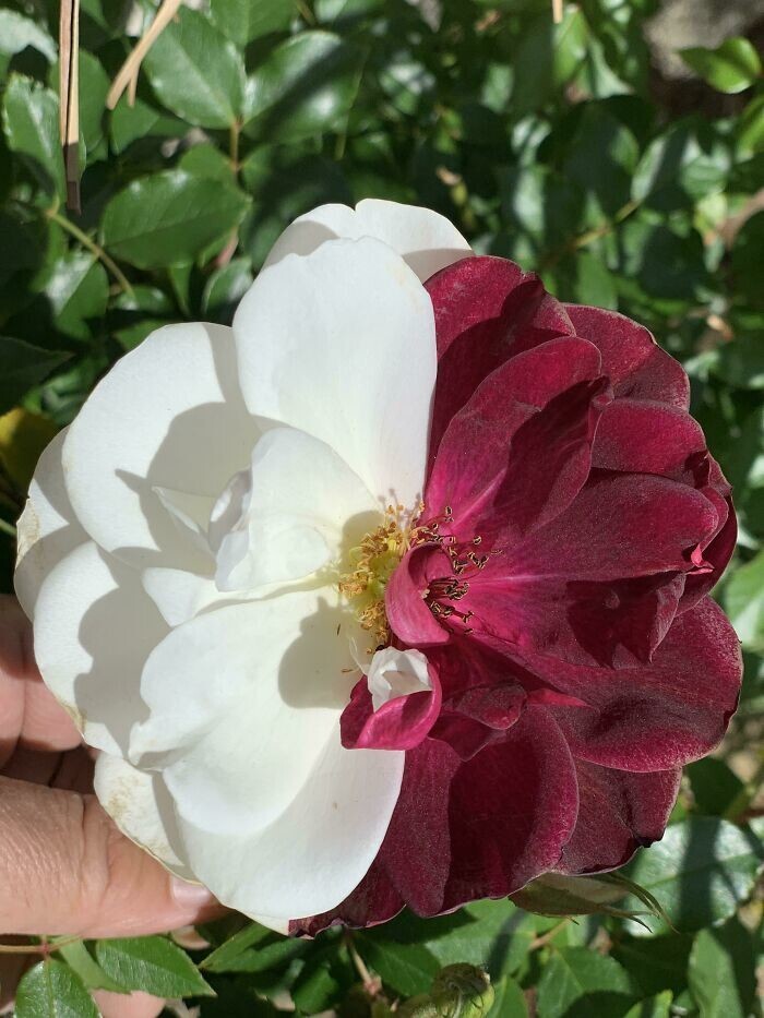 21. "У родителей моего друга есть куст красной розы, на одной из веток которого цветут эти красавицы"