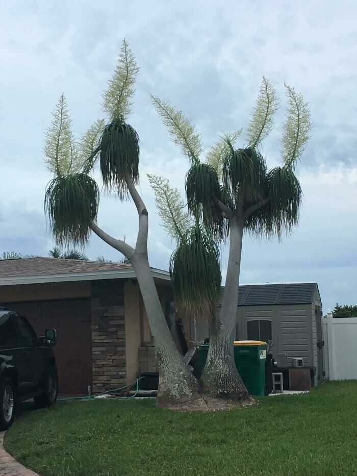 25. "Найдено во Флориде, кажется, это что-то их Хувилля. Что это за дерево?"