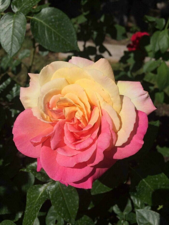 28. "Прекрасная двухцветная роза в моем саду. Я никогда не видел этого раньше"