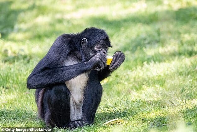 Ученые доказали, что обезьяны тоже любят выпить