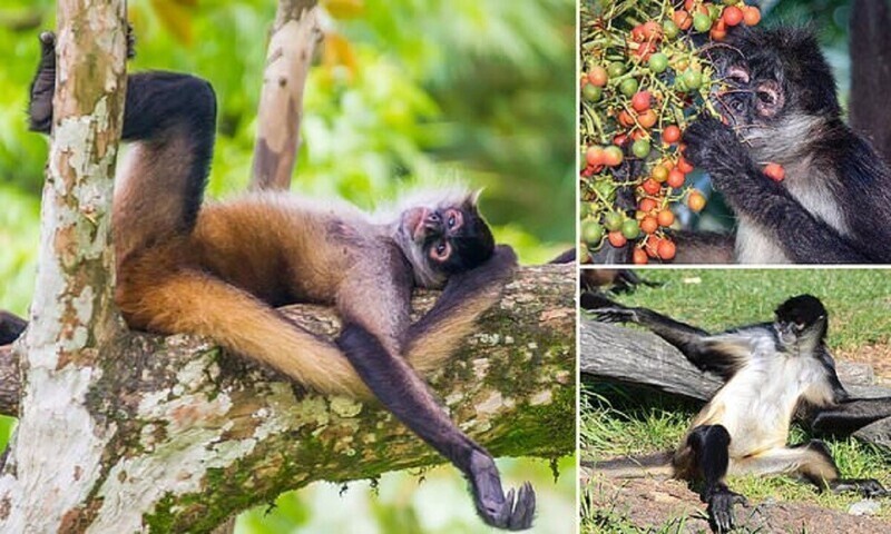 Ученые доказали, что обезьяны тоже любят выпить