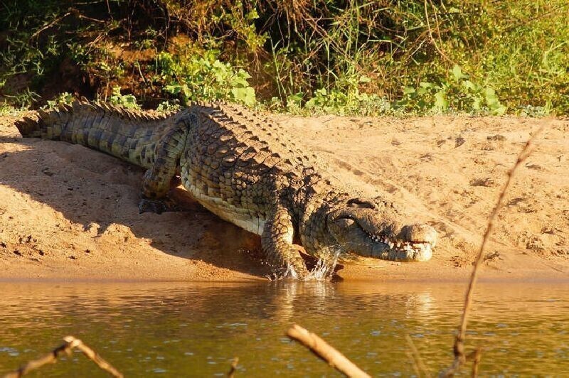 Житель Зимбабве чудом пережил жестокое нападение крокодилов