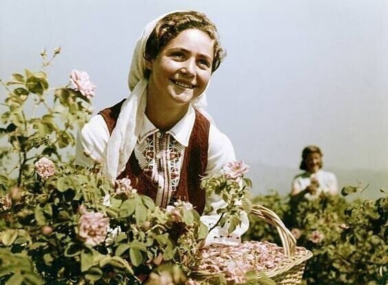 Болгарские женщины собирают розы, которые пойдут на розовое масло для духов. Конец 1950-х годов. 