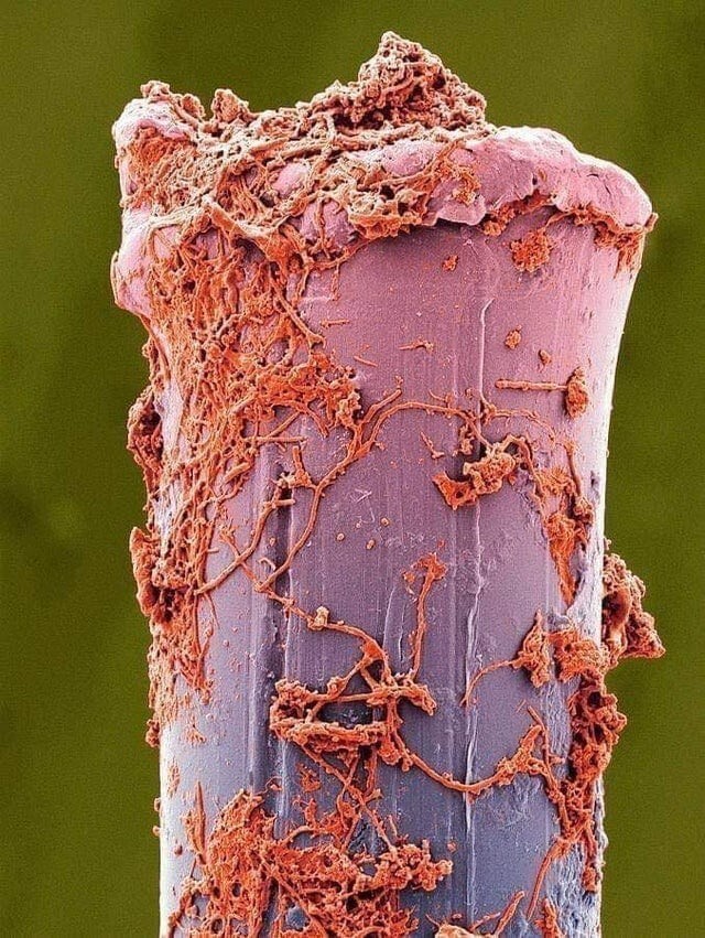 Как фантастично выглядят обычные вещи под микроскопом