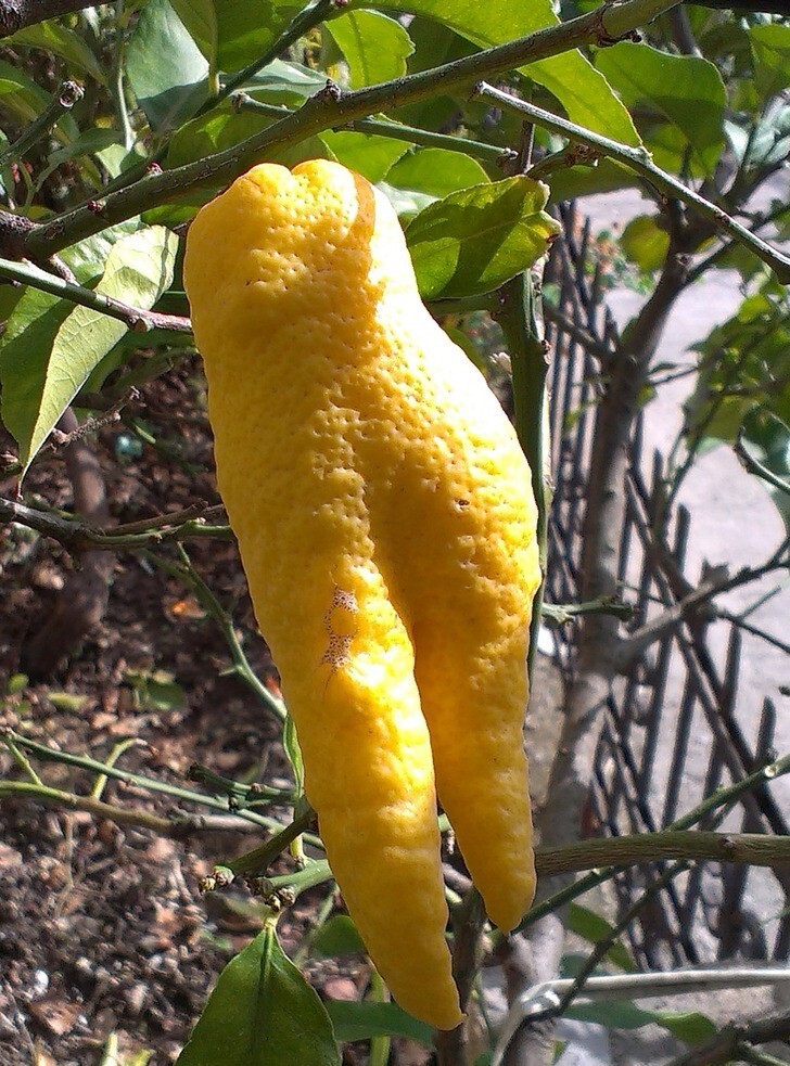 30. "В моем саду растет странный лимон"