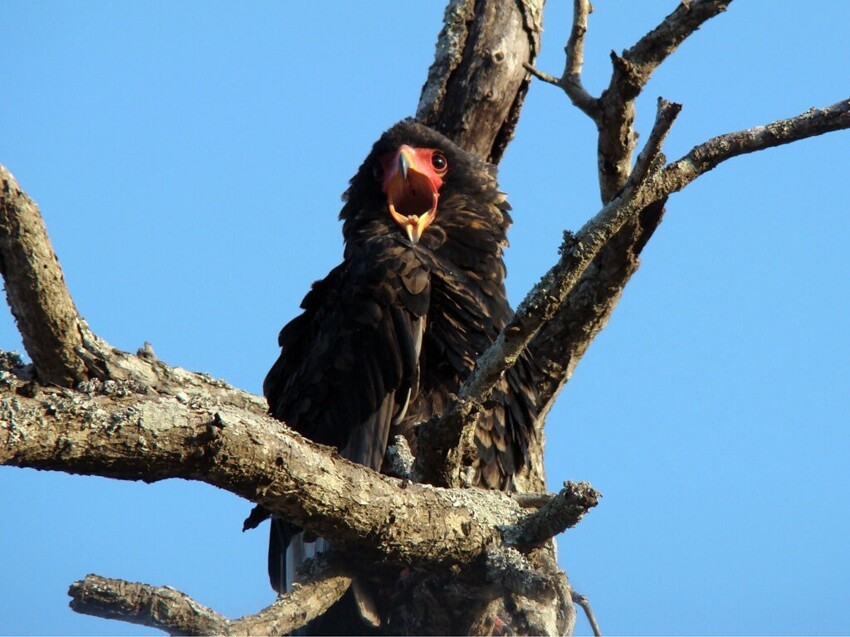 Орёл-скоморох: Не смешной и вгоняет в ужас 160 видов животных. Жесткий африканский хищник