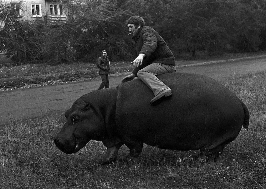 6. Пьяный совeтский рабочий пытается осeдлать бегемота, Новокузнецк, 1982 год