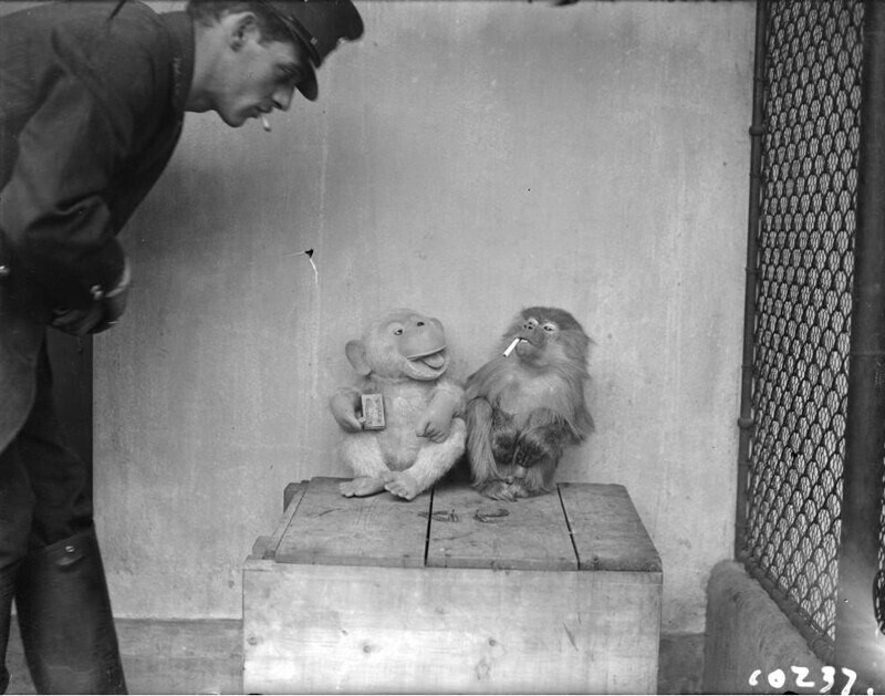 1. Смотритель зоопарка Джон Уилки на перекуре вместе с обезьянкой и её игрушечным компаньоном, декабрь 1928 года