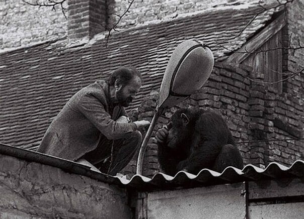 10. Директор Белградского зоопарка уговаривает сбежавшего шимпанзе по кличке Сами, вернуться в зоопарк, 1988 г