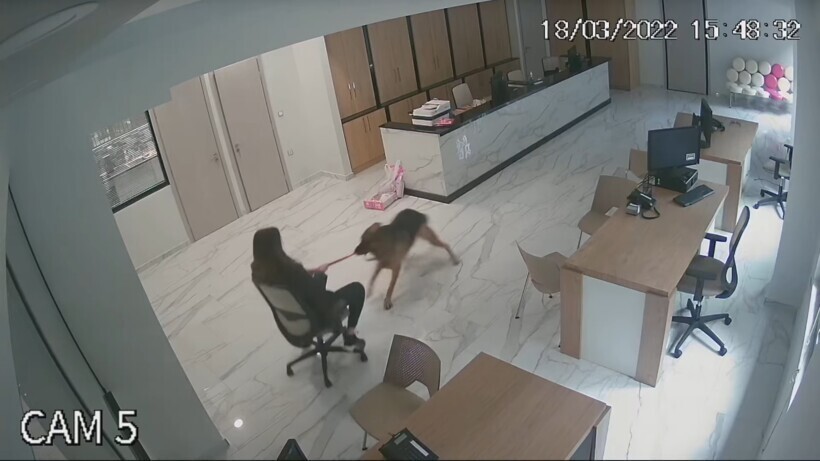 Камера наблюдения в офисе сняла, как собака катала хозяйку на кресле